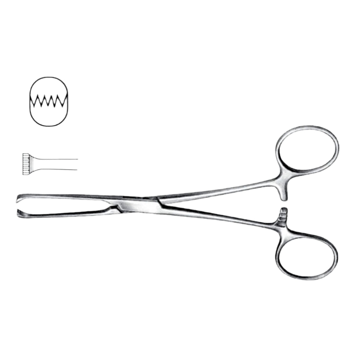 Unfinished Allis Intestinal Grasping Forceps 5x6 Teeth 200mm – Economy surgical instrument for medical and veterinary use