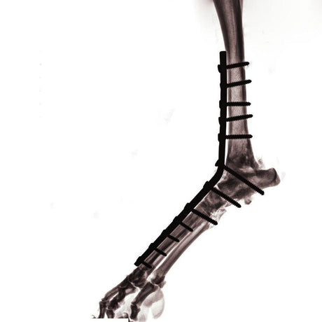Canine Dorsal Pantarsal Arthrodesis Plate - Surgical SystemsArthrodesis