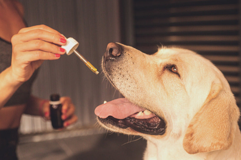 The Use of Cannabidiol (CBD) Oil in Pain Management in Dogs with Osteoarthritis