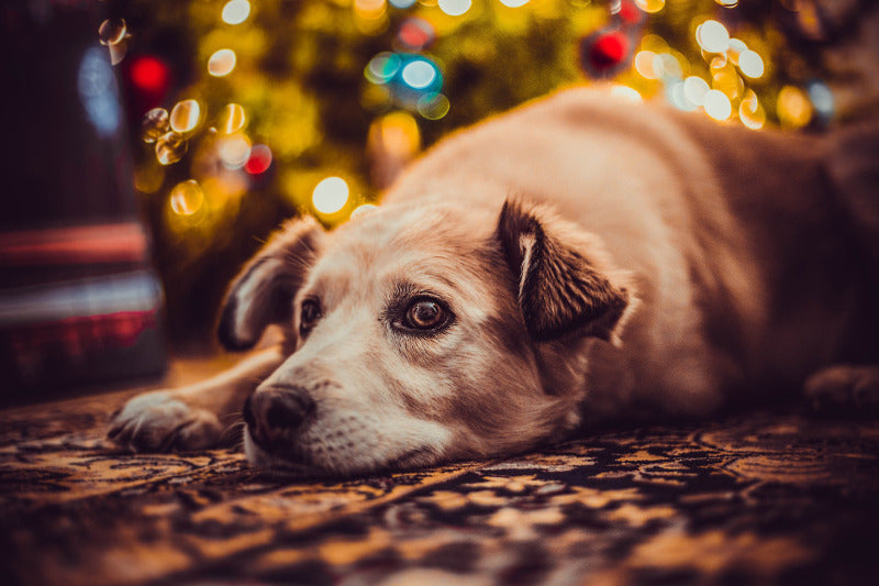 Christmas Hazards Every Pet Owner Should Be Aware Of